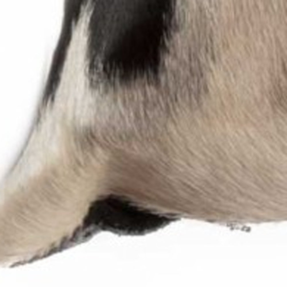Black & White Cowhide Pillow