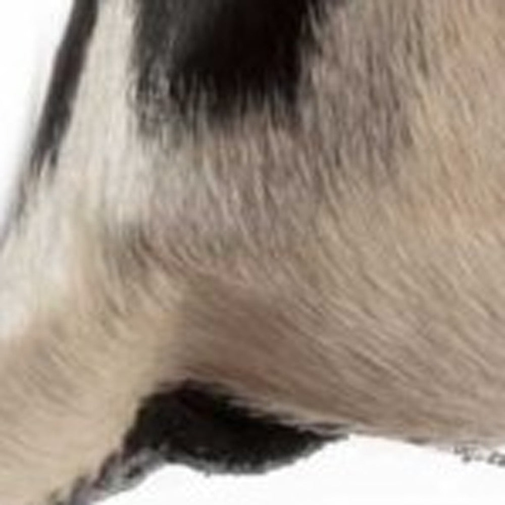 Black & White Cowhide Pillow