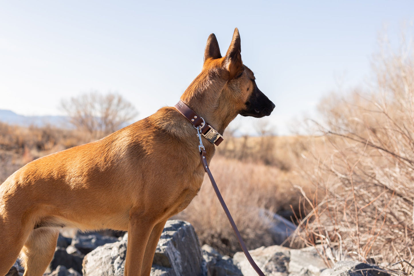Modern Style Chocolate Leather Leash