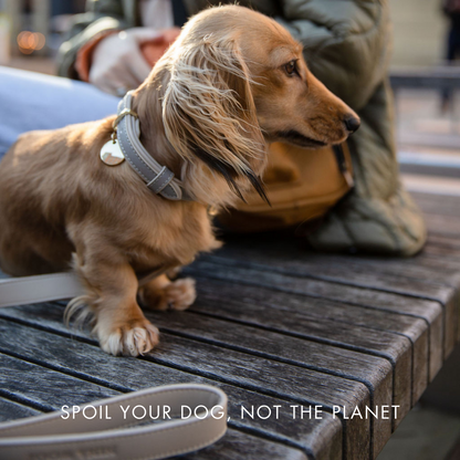 Vegan Leather Leash - London