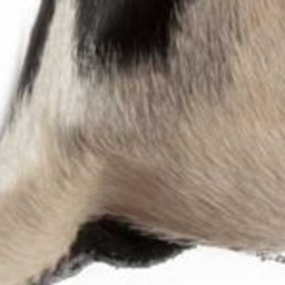Black & White Cowhide Pillow