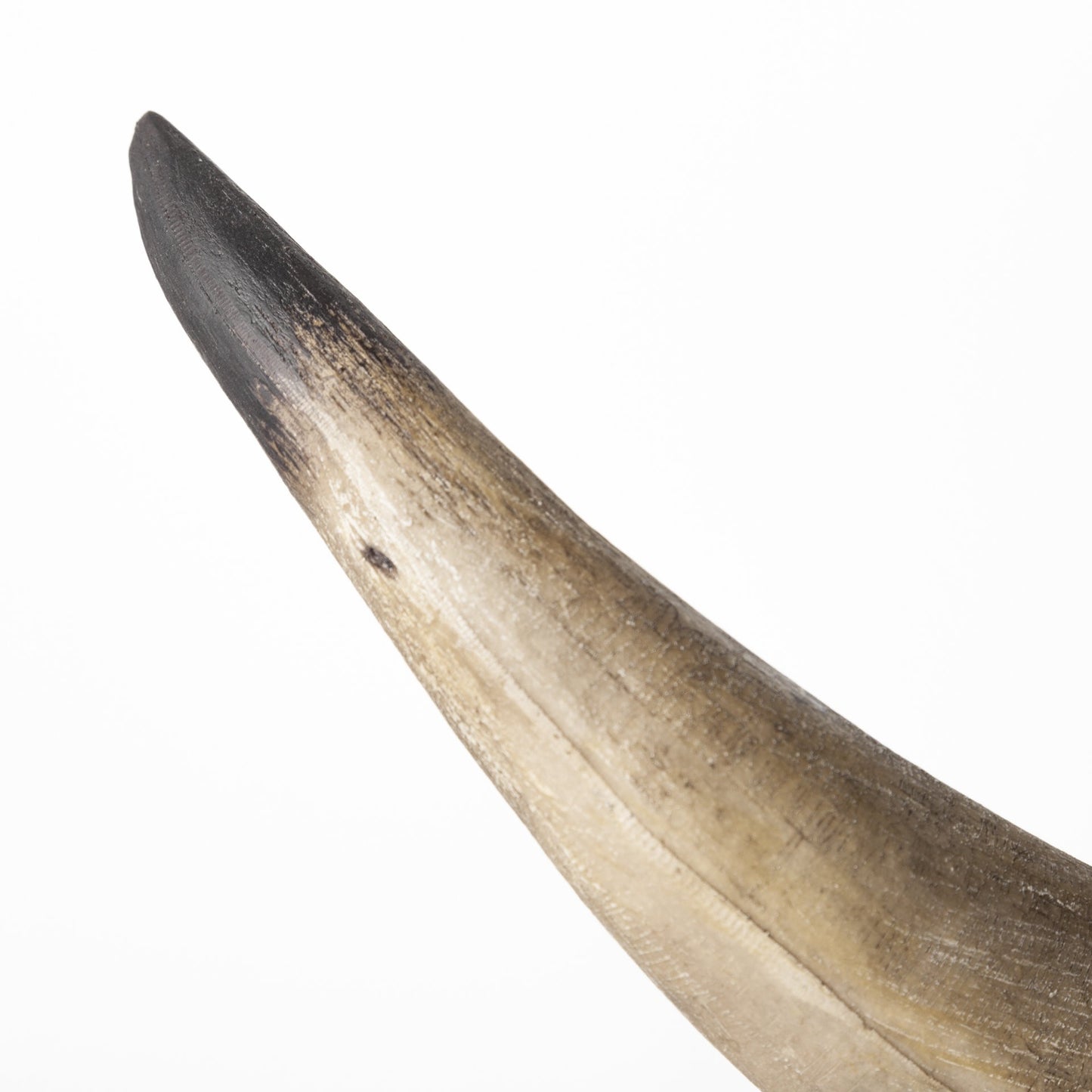 Brown & Black Ceramic Horn Decorative Bookends