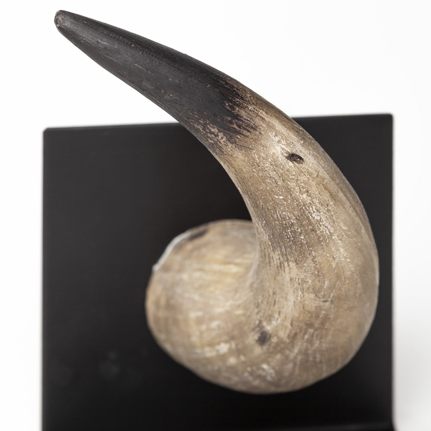 Brown & Black Ceramic Horn Decorative Bookends