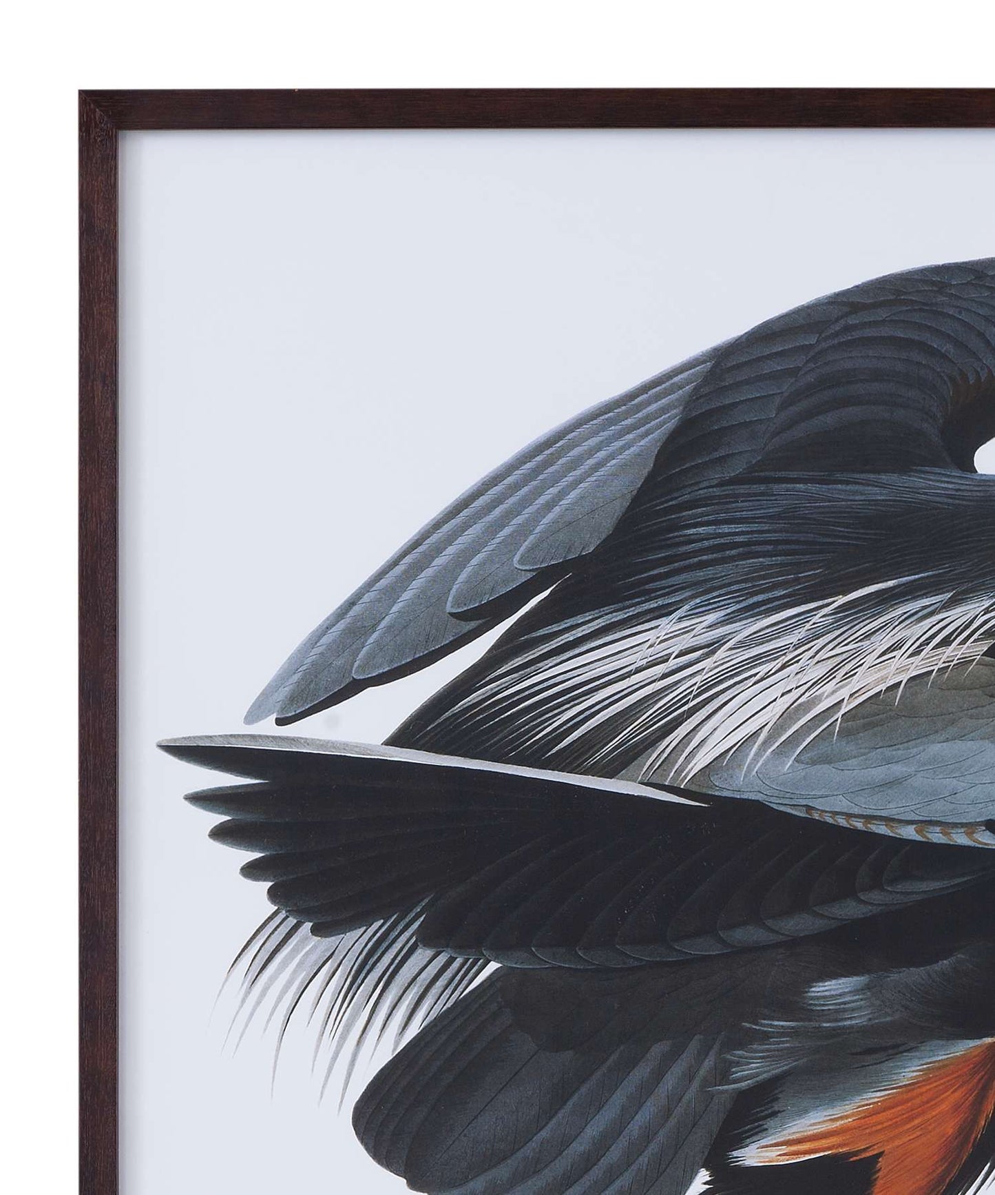 Audubon Great Blue Heron Framed Print - Detail
