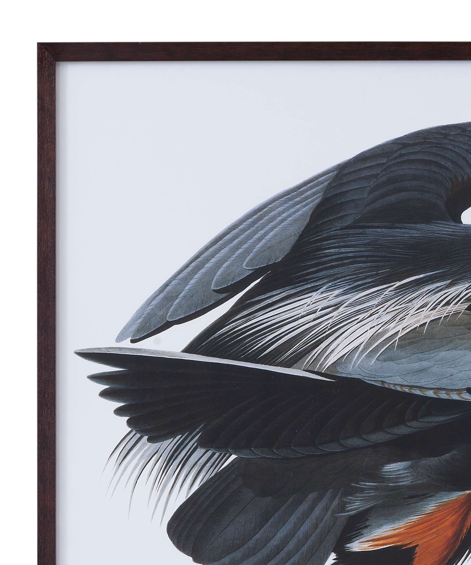 Audubon Great Blue Heron Framed Print - Detail