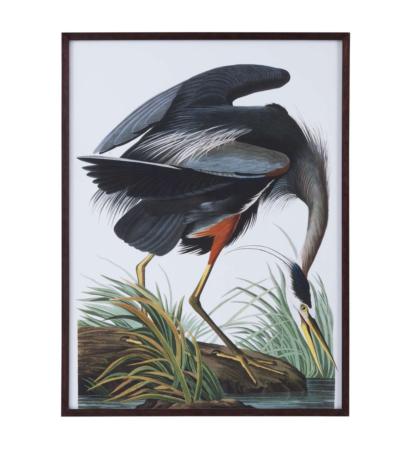 Audubon Great Blue Heron Framed Print - Straight On