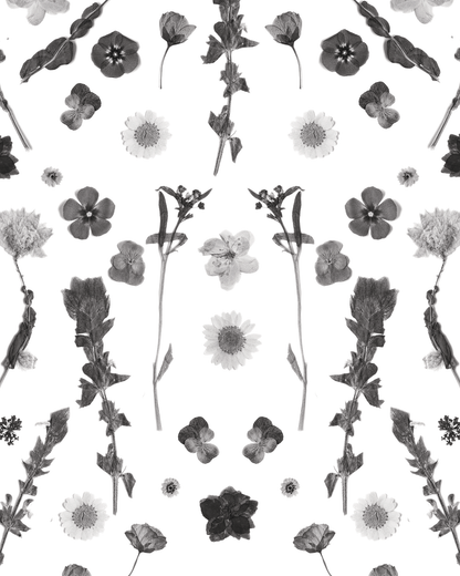 Pressed Fresh Version 02 Wallpaper, black and white