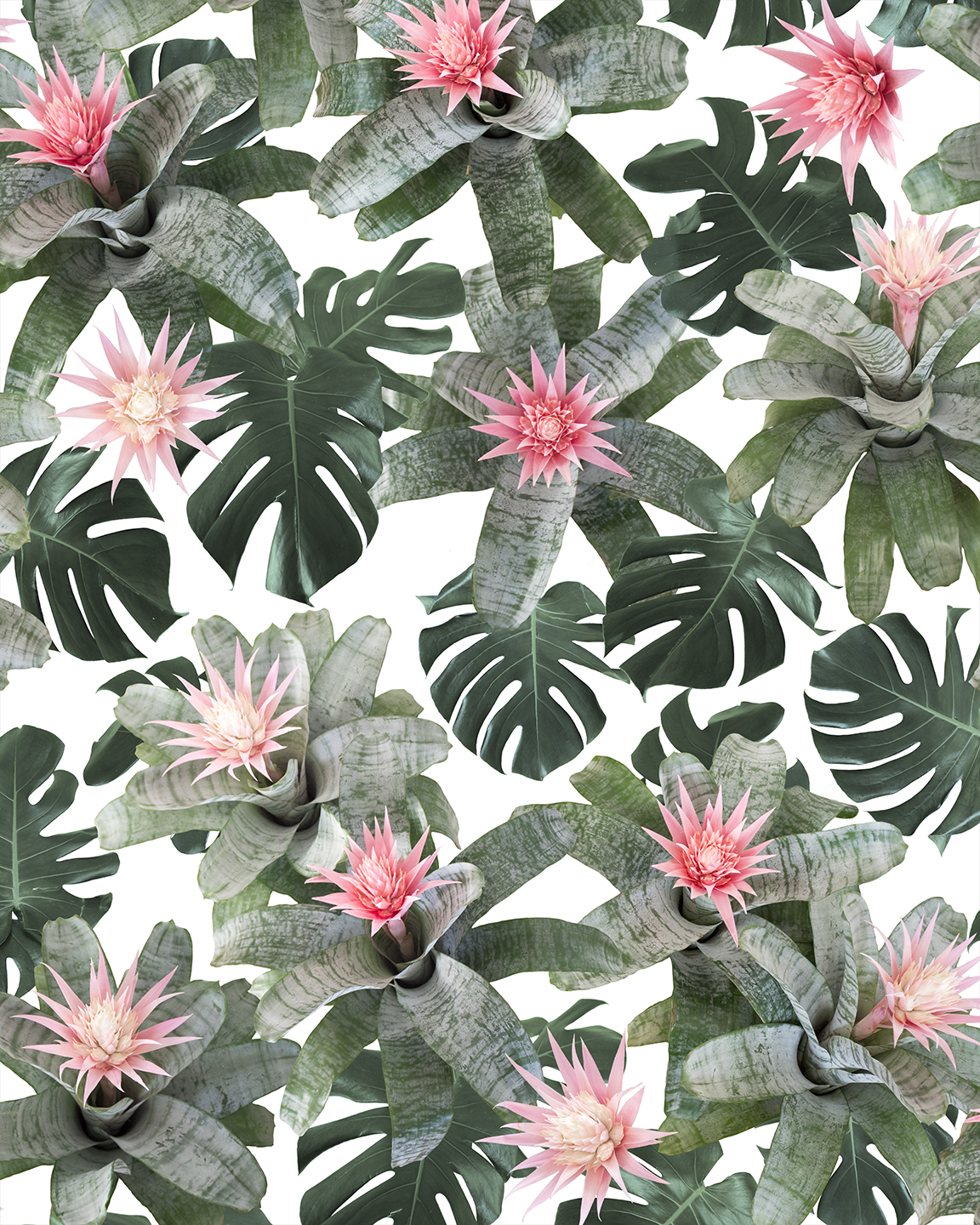 Rad Bromeliad Wallpaper - White