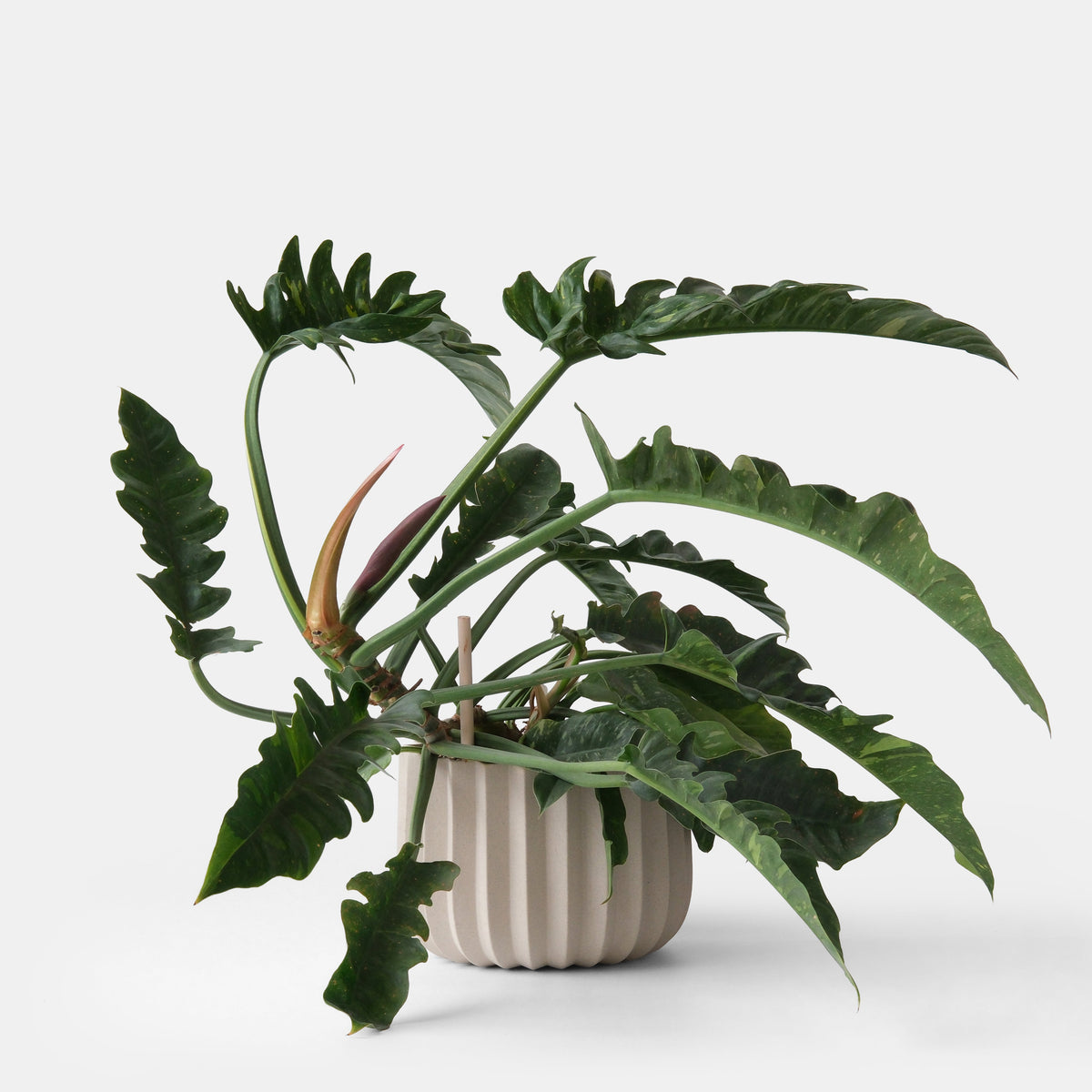 Wrap Planter