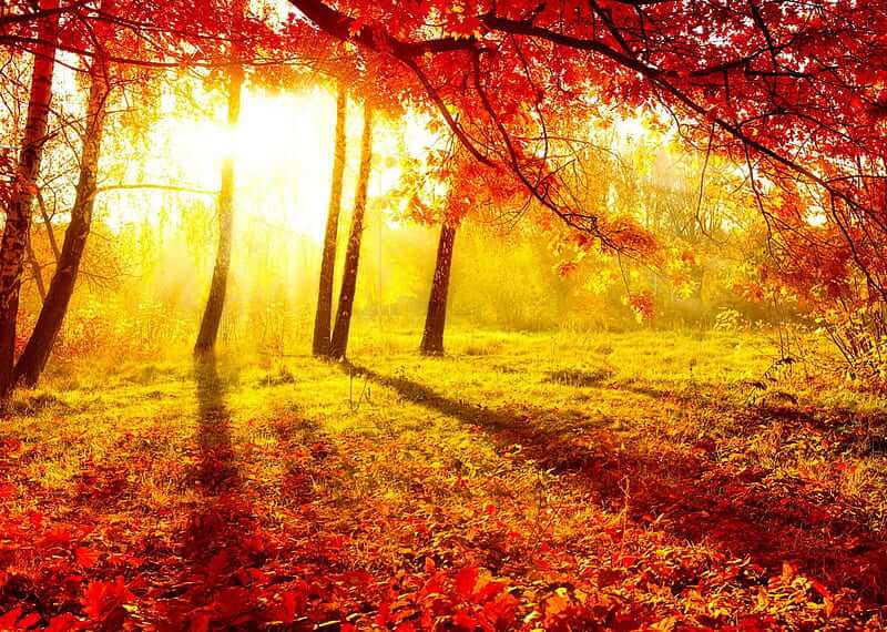 Autumn Glow Candle