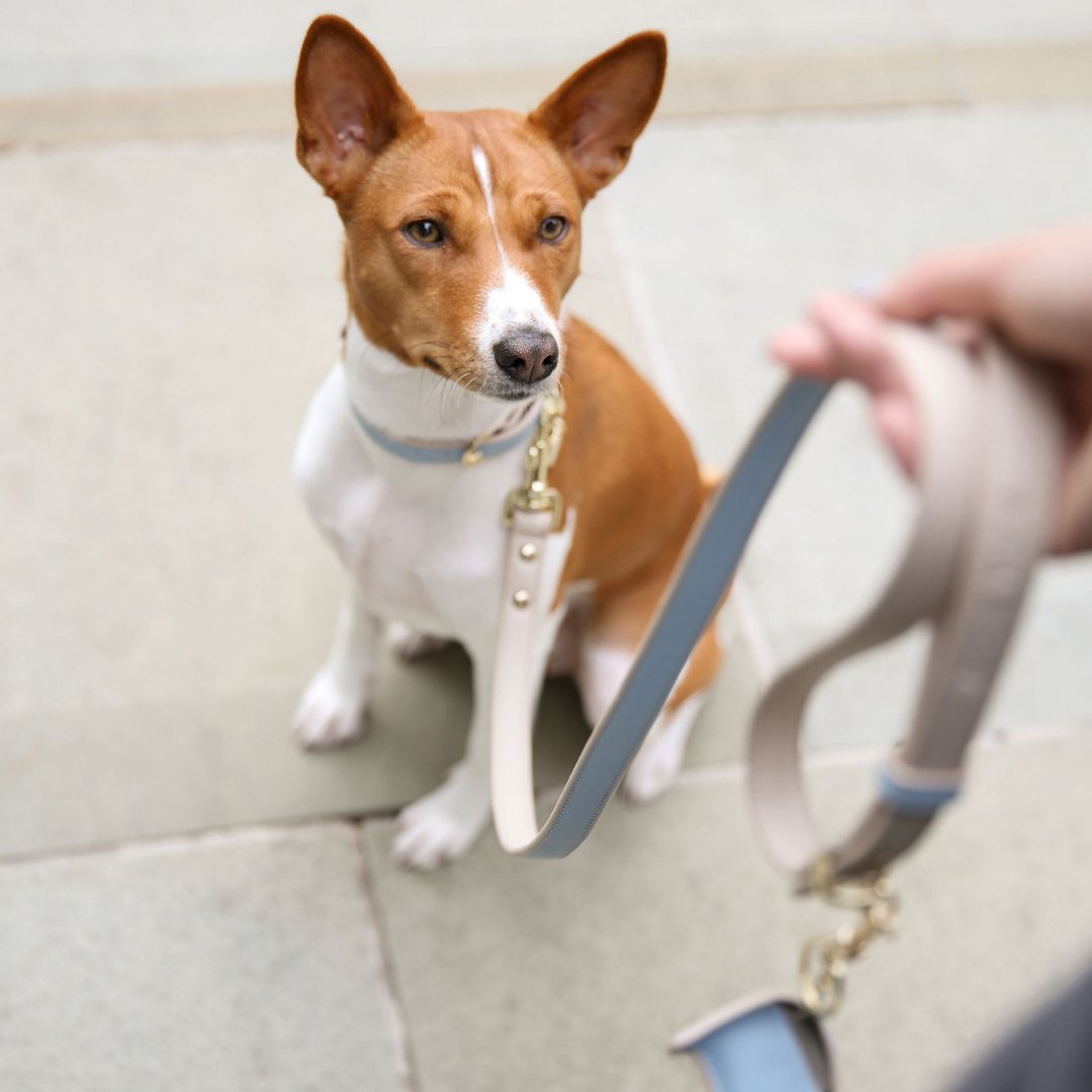 Vegan Leather Leash - Cupertino