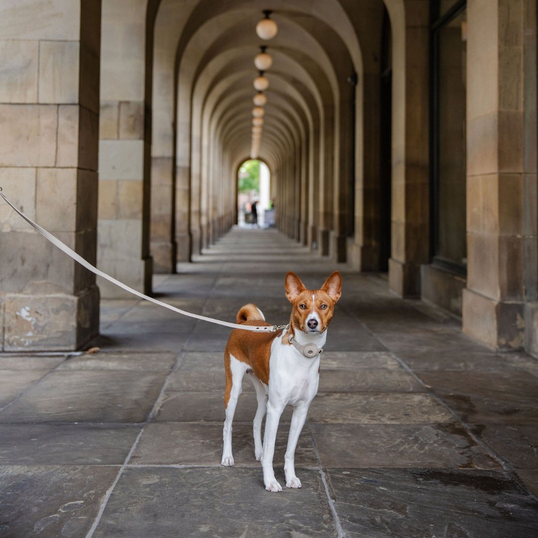 Vegan Leather Leash - Cupertino