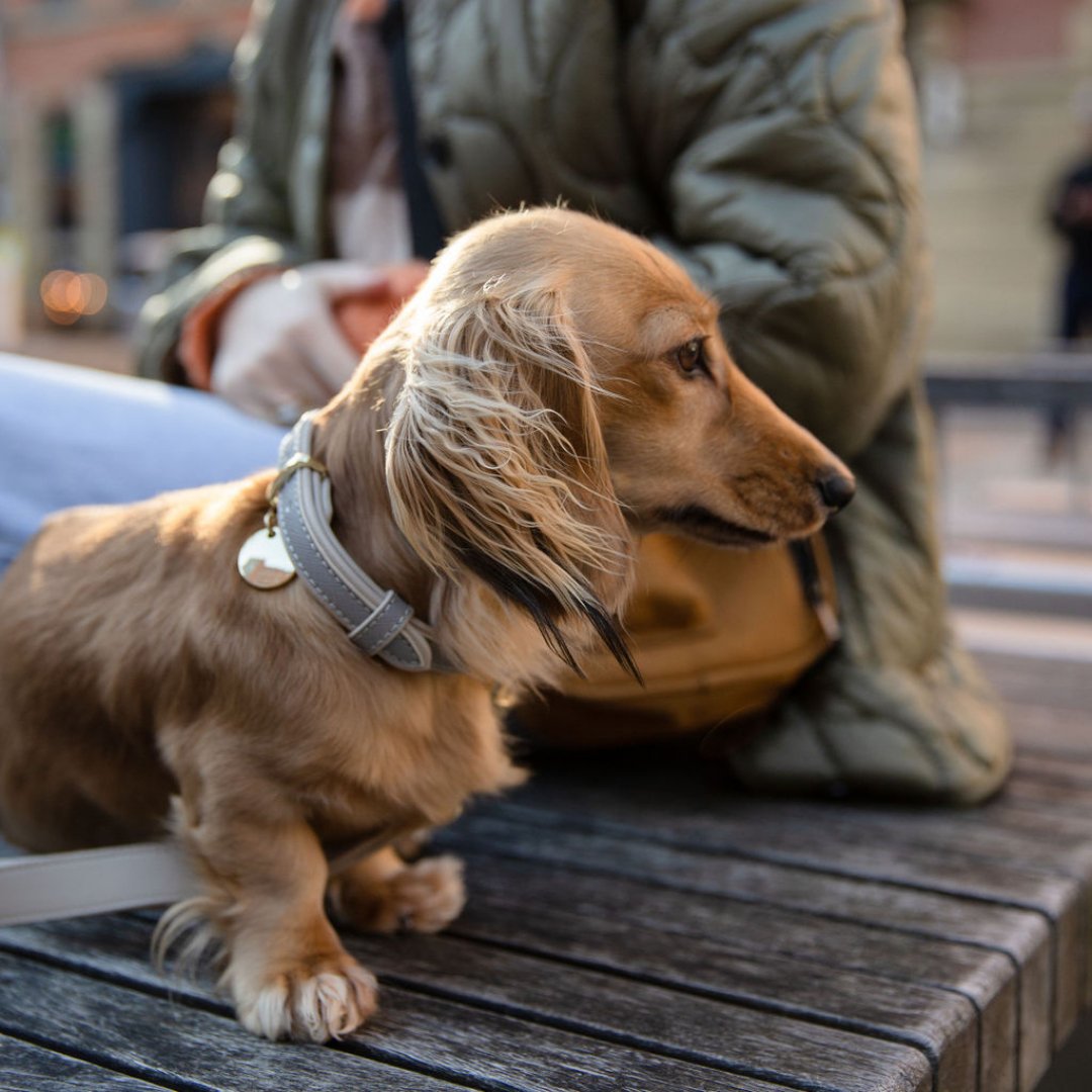 Vegan Leather Collar - London