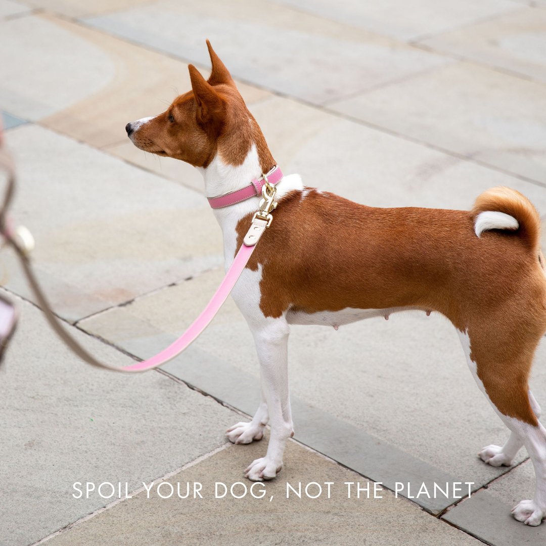 Vegan Leather Collar - Rio