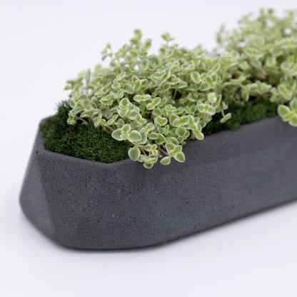 Runner Tabletop Planter