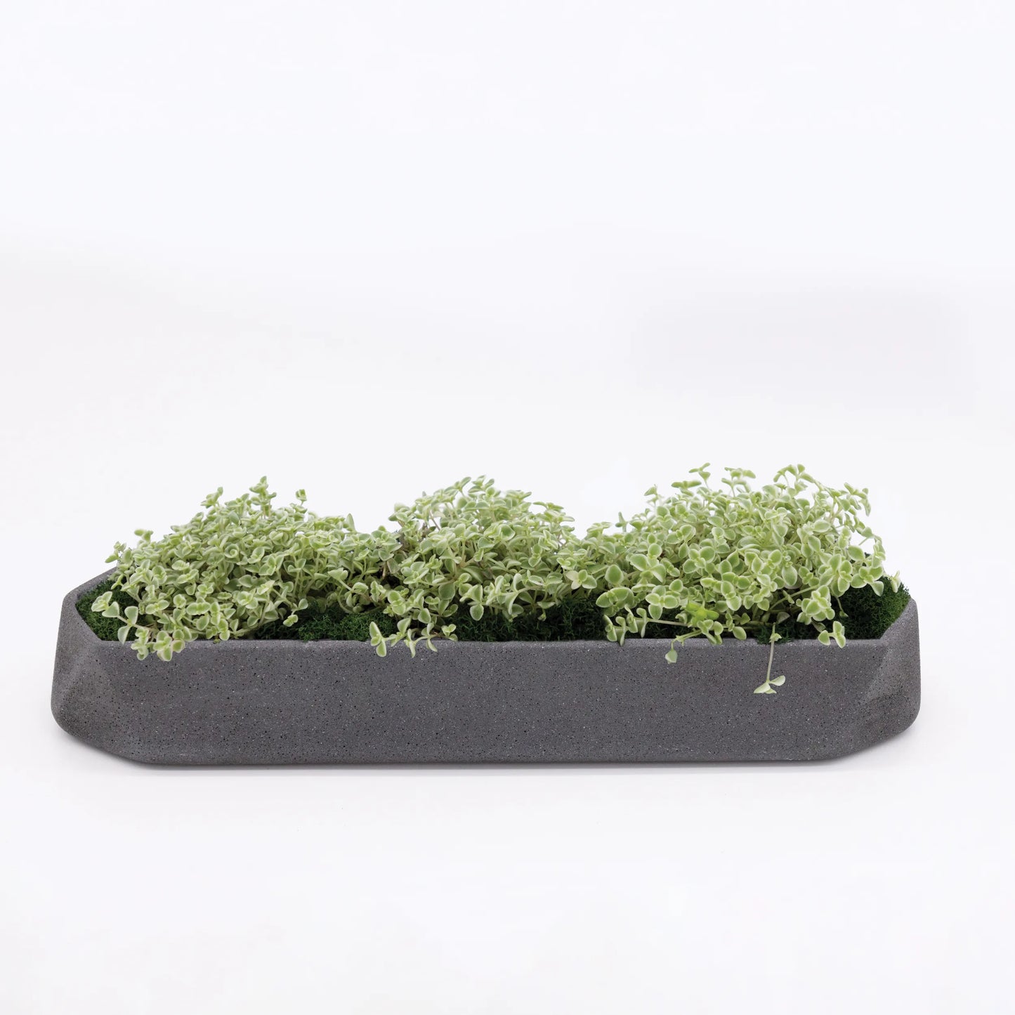 Runner Tabletop Planter