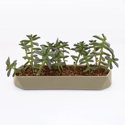 Runner Tabletop Planter