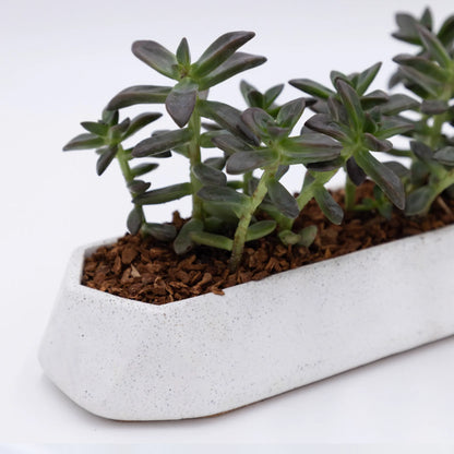 Runner Tabletop Planter
