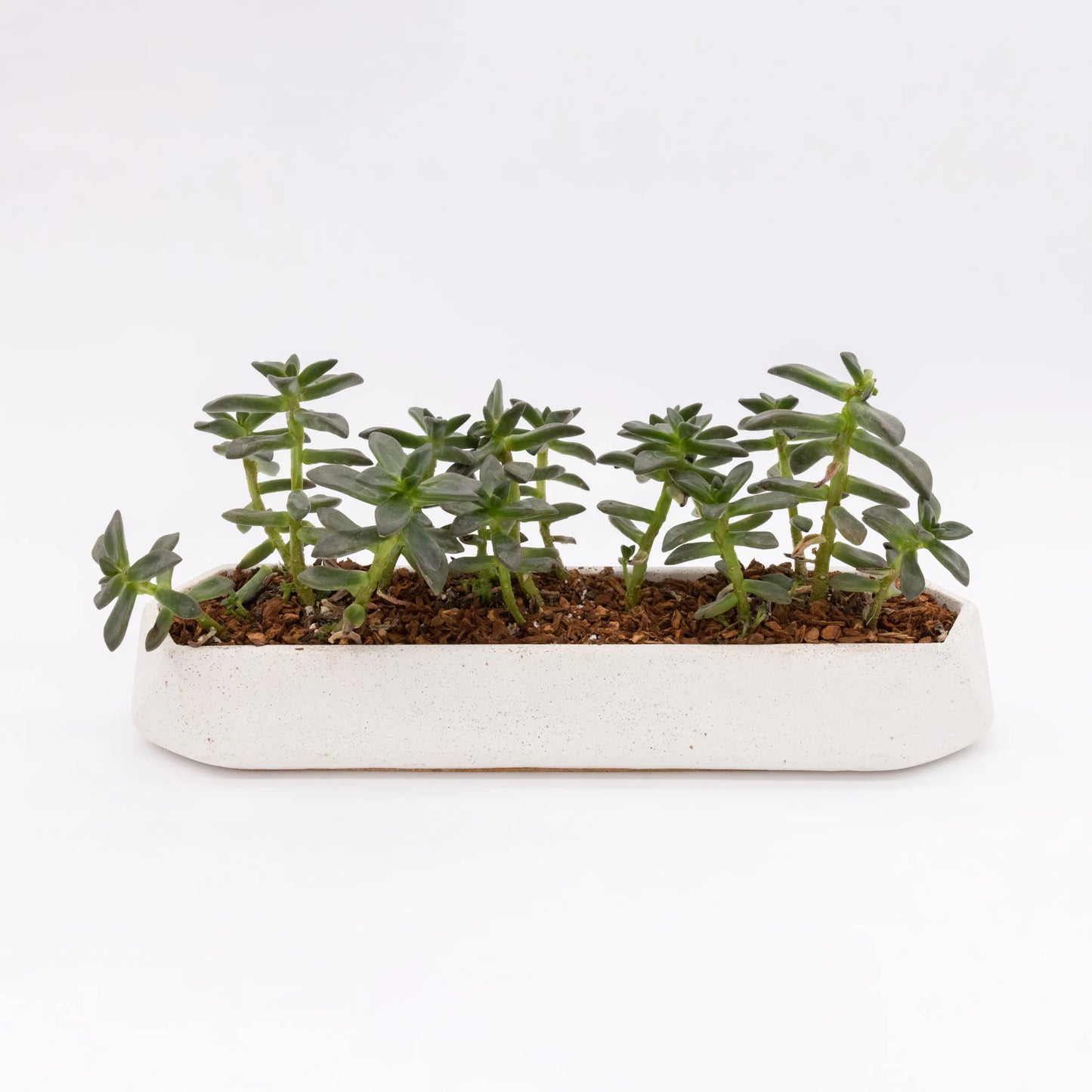 Runner Tabletop Planter