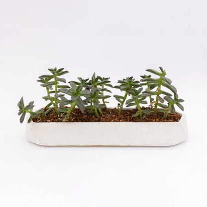 Runner Tabletop Planter