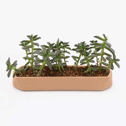 Runner Tabletop Planter
