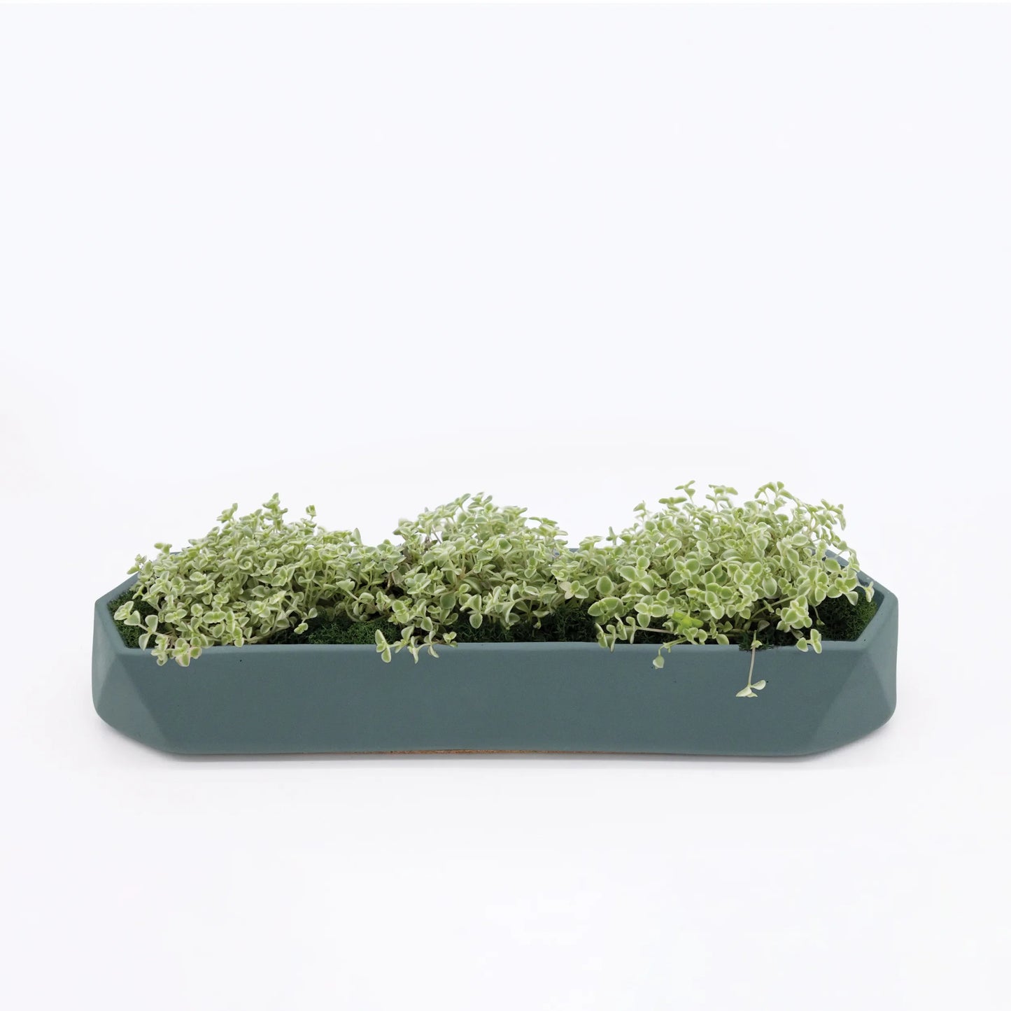 Runner Tabletop Planter